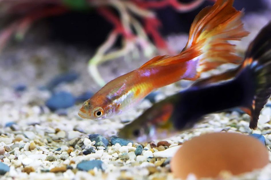 Pratama Aquarium: Surga Ikan Hias di Jantung Cilacap